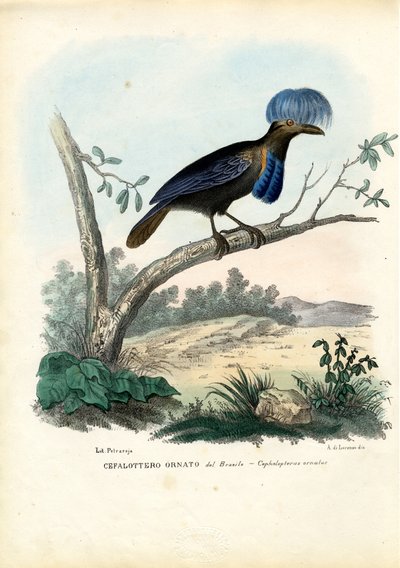Amazonian Umbrellabird, 1863-79 by Raimundo Petraroja